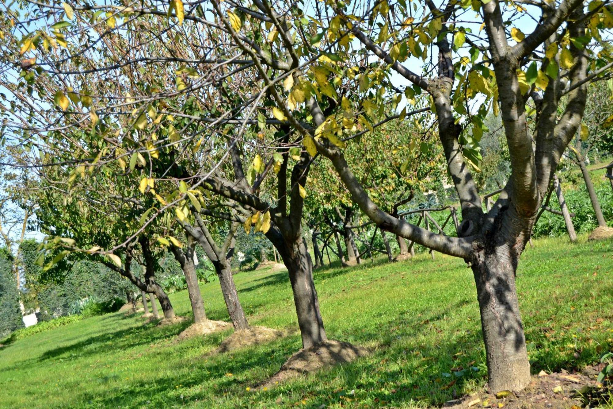 Cevoli Country Resort Lari Extérieur photo